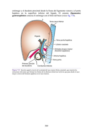 estómago y el duodeno proximal desde la fisura del ligamento venoso y el porta
hepático en la superficie inferior del hígado. El omento (ligamento)
gastroesplénico conecta el estómago con el hilio del bazo (véase fig. 7-6).
Figura 7-8 Sección sagital a través de la entrada del saco menor (bolsa omental), que muestra las
estructuras relevantes que forman los límites de la abertura (obsérvese la flecha que pasa desde el saco
mayor a través del foramen epiploico en el saco menor).
589
 