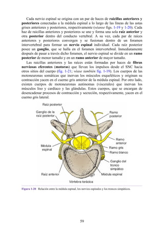 Cada nervio espinal se origina con un par de haces de raicillas anteriores y
posteriores conectadas a la médula espinal a lo largo de las líneas de las astas
grises anteriores y posteriores, respectivamente (véanse figs. 1-19 y 1-20). Cada
haz de raicillas anteriores y posteriores se une y forma una sola raíz anterior y
otra posterior dentro del conducto vertebral. A su vez, cada par de raíces
anteriores y posteriores convergen y se fusionan dentro de un foramen
intervertebral para formar un nervio espinal individual. Cada raíz posterior
posee un ganglio, que se halla en el foramen intervertebral. Inmediatamente
después de pasar a través dicho foramen, el nervio espinal se divide en un ramo
posterior de menor tamaño y en un ramo anterior de mayor tamaño.
Las raicillas anteriores y las raíces están formadas por haces de fibras
nerviosas eferentes (motoras) que llevan los impulsos desde el SNC hacia
otros sitios del cuerpo (fig. 1-21; véase también fig. 1-19). Los cuerpos de las
motoneuronas somáticas que inervan los músculos esqueléticos y originan su
contracción yacen en el cuerno gris anterior de la médula espinal. Por otro lado,
existen cuerpos de motoneuronas autónomas (viscerales) que inervan los
músculos liso y cardíaco y las glándulas. Estos cuerpos, que se encargan de
desencadenar procesos de contracción y secreción, respectivamente, yacen en el
cuerno gris lateral.
Figura 1-20 Relación entre la médula espinal, los nervios espinales y los troncos simpáticos.
59
 
