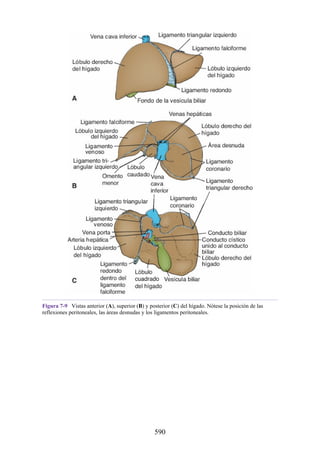 Figura 7-9 Vistas anterior (A), superior (B) y posterior (C) del hígado. Nótese la posición de las
reflexiones peritoneales, las áreas desnudas y los ligamentos peritoneales.
590
 