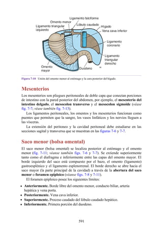 Figura 7-10 Unión del omento menor al estómago y la cara posterior del hígado.
Mesenterios
Los mesenterios son pliegues peritoneales de doble capa que conectan porciones
de intestino con la pared posterior del abdomen, por ejemplo, el mesenterio del
intestino delgado, el mesocolon transverso y el mesocolon sigmoide (véase
fig. 7-7; véase también fig. 7-13).
Los ligamentos peritoneales, los omentos y los mesenterios funcionan como
puentes que permiten que la sangre, los vasos linfáticos y los nervios lleguen a
las vísceras.
La extensión del peritoneo y la cavidad peritoneal debe estudiarse en las
secciones sagital y transversa que se muestran en las figuras 7-6 y 7-7.
Saco menor (bolsa omental)
El saco menor (bolsa omental) se localiza posterior al estómago y el omento
menor (fig. 7-11; véanse también figs. 7-6 y 7-7). Se extiende superiormente
tanto como el diafragma e inferiormente entre las capas del omento mayor. El
borde izquierdo del saco está compuesto por el bazo, el omento (ligamento)
gastroesplénico y el ligamento esplenorrenal. El borde derecho se abre hacia el
saco mayor (la parte principal de la cavidad) a través de la abertura del saco
menor o foramen epiploico (véanse figs. 7-8 y 7-11).
El foramen epiploico posee los siguientes límites:
Anteriormente. Borde libre del omento menor, conducto biliar, arteria
hepática y vena porta.
Posteriormente. Vena cava inferior.
Superiormente. Proceso caudado del lóbulo caudado hepático.
Inferiormente. Primera porción del duodeno.
591
 