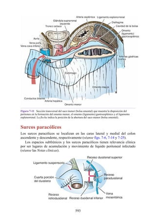 Figura 7-11 Sección transversal del saco menor (bolsa omental) que muestra la disposición del
peritoneo en la formación del omento menor, el omento (ligamento) gastroesplénico y el ligamento
esplenorrenal. La flecha indica la posición de la abertura del saco menor (bolsa omental).
Surcos paracólicos
Los surcos paracólicos se localizan en las caras lateral y medial del colon
ascendente y descendente, respectivamente (véanse figs. 7-6, 7-14 y 7-25).
Los espacios subfrénicos y los surcos paracólicos tienen relevancia clínica
por ser lugares de acumulación y movimiento de líquido peritoneal infectado
(véanse las Notas clínicas).
593
 