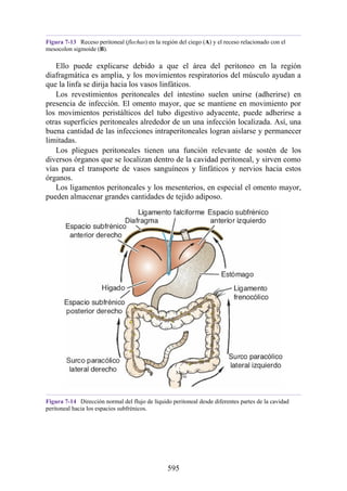 Figura 7-13 Receso peritoneal (flechas) en la región del ciego (A) y el receso relacionado con el
mesocolon sigmoide (B).
Ello puede explicarse debido a que el área del peritoneo en la región
diafragmática es amplia, y los movimientos respiratorios del músculo ayudan a
que la linfa se dirija hacia los vasos linfáticos.
Los revestimientos peritoneales del intestino suelen unirse (adherirse) en
presencia de infección. El omento mayor, que se mantiene en movimiento por
los movimientos peristálticos del tubo digestivo adyacente, puede adherirse a
otras superficies peritoneales alrededor de un una infección localizada. Así, una
buena cantidad de las infecciones intraperitoneales logran aislarse y permanecer
limitadas.
Los pliegues peritoneales tienen una función relevante de sostén de los
diversos órganos que se localizan dentro de la cavidad peritoneal, y sirven como
vías para el transporte de vasos sanguíneos y linfáticos y nervios hacia estos
órganos.
Los ligamentos peritoneales y los mesenterios, en especial el omento mayor,
pueden almacenar grandes cantidades de tejido adiposo.
Figura 7-14 Dirección normal del flujo de líquido peritoneal desde diferentes partes de la cavidad
peritoneal hacia los espacios subfrénicos.
595
 