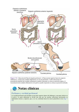 Figura 7-15 Dirección del flujo de líquido peritoneal. 1) Flujo normal superior hacia los espacios
subfrénicos. 2) Flujo del exudado inflamatorio en caso de peritonitis. 3) Dos ubicaciones de
acumulación habitual del exudado inflamatorio cuando el paciente se coloca en posición supina. 4)
Acumulación del exudado inflamatorio en la pelvis cuando el paciente se coloca en posición inclinada.
Notas clínicas
Peritoneo y cavidad peritoneal
La cavidad peritoneal está dividida en una parte superior dentro del abdomen y una parte inferior en
la pelvis. La parte abdominal se divide aún más por las muchas reflexiones peritoneales en
importantes recesos y espacios, que, a su vez, continúan hacia los surcos paracólicos (véase fig. 7-
15).
596
 