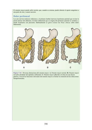 El omento mayor puede sufrir torsión, que, cuando es extensa, puede obstruir el aporte sanguíneo a
una parte de este y causar necrosis.
Dolor peritoneal
Los seis nervios torácicos inferiores y el primero lumbar inervan el peritoneo parietal que reviste la
pared anterior del abdomen. El dolor abdominal que se origina del peritoneo parietal es somático y
puede localizarse con precisión. Habitualmente es grave (véanse las Notas clínicas sobre dolor
abdominal).
Figura 7-16 Diversas alteraciones del omento mayor. A. Omento mayor normal. B. Omento mayor
envuelto alrededor del apéndice inflamado. C. Omento mayor adherido a la base de una úlcera
gástrica. Una de las funciones relevantes del omento mayor es limitar la extensión de las infecciones
intraperitoneales.
598
 