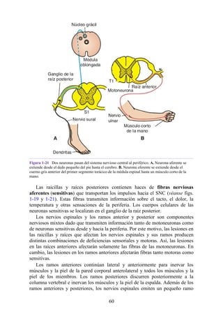 Figura 1-21 Dos neuronas pasan del sistema nervioso central al periférico. A. Neurona aferente se
extiende desde el dedo pequeño del pie hasta el cerebro. B. Neurona eferente se extiende desde el
cuerno gris anterior del primer segmento torácico de la médula espinal hasta un músculo corto de la
mano.
Las raicillas y raíces posteriores contienen haces de fibras nerviosas
aferentes (sensitivas) que transportan los impulsos hacia el SNC (véanse figs.
1-19 y 1-21). Estas fibras transmiten información sobre el tacto, el dolor, la
temperatura y otras sensaciones de la periferia. Los cuerpos celulares de las
neuronas sensitivas se localizan en el ganglio de la raíz posterior.
Los nervios espinales y los ramos anterior y posterior son componentes
nerviosos mixtos dado que transmiten información tanto de motoneuronas como
de neuronas sensitivas desde y hacia la periferia. Por este motivo, las lesiones en
las raicillas y raíces que afectan los nervios espinales y sus ramos producen
distintas combinaciones de deficiencias sensoriales y motoras. Así, las lesiones
en las raíces anteriores afectarán solamente las fibras de las motoneuronas. En
cambio, las lesiones en los ramos anteriores afectarán fibras tanto motoras como
sensitivas.
Los ramos anteriores continúan lateral y anteriormente para inervar los
músculos y la piel de la pared corporal anterolateral y todos los músculos y la
piel de los miembros. Los ramos posteriores discurren posteriormente a la
columna vertebral e inervan los músculos y la piel de la espalda. Además de los
ramos anteriores y posteriores, los nervios espinales emiten un pequeño ramo
60
 