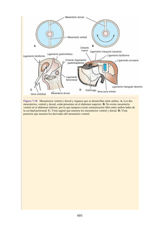 Figura 7-18 Mesenterios ventral y dorsal y órganos que se desarrollan entre ambos. A. Los dos
mesenterios, ventral y dorsal, están presentes en el abdomen superior. B. No existe mesenterio
ventral en el abdomen inferior, por lo que tampoco existe comunicación libre entre ambos lados de
la cavidad peritoneal. C. Vista sagital que muestra los mesenterios ventral y dorsal. D. Vista
posterior que muestra los derivados del mesenterio ventral.
601
 