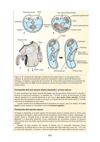 Figura 7-19 Rotación del estómago y formación del omento mayor y el saco menor (bolsa
omental). A. Sección horizontal que muestra los mesenterios ventral y dorsal. B. Rotación del
estómago y el hígado, y formación del saco menor. C. Vista anterior que muestra el crecimiento del
omento mayor (flechas). D,E. Sección sagital que muestra los pasos finales en la formación del
omento mayor.
Formación del saco menor (bolsa omental) y el saco mayor
El gran crecimiento del lóbulo derecho del hígado tira del mesenterio ventral hacia la derecha y
provoca la rotación del estómago y el duodeno (fig. 7-19A,B). A través de este proceso, la parte
superior derecha de la cavidad peritoneal se une con el saco menor (bolsa omental). El borde
derecho libre del mesenterio ventral se convierte en el borde derecho del omento menor y el límite
anterior de la entrada hacia el saco menor.
La parte restante de la cavidad peritoneal se denomina saco mayor, que no se incluye en el saco
menor; los dos espacios se comunican a través del foramen epiploico.
Formación del omento mayor
El hígado se desarrolla en la parte superior del mesenterio dorsal; el omento mayor se forma como
consecuencia del rápido y gran crecimiento del mesenterio dorsal inferior al bazo. Inicialmente, el
omento mayor se extiende desde la curvatura mayor del estómago hasta la pared posterior del
abdomen y el mesocolon transverso. Como consecuencia del crecimiento continuo, se proyecta
inferiormente como una doble capa de peritoneo anterior al colon transverso, de forma parecida a un
delantal.
Después, la capa posterior del omento se fusiona con el mesocolon transverso. Como
consecuencia, el omento mayor se une a la cara anterior del colon transverso (véase fig. 7-19). Con
el avance del desarrollo, el omento se llena de tejido graso. El receso inferior del saco menor se
602
 