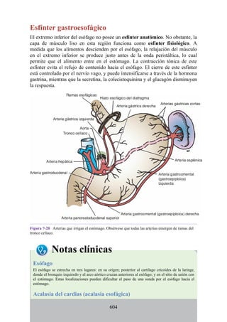 Esfínter gastroesofágico
El extremo inferior del esófago no posee un esfínter anatómico. No obstante, la
capa de músculo liso en esta región funciona como esfínter fisiológico. A
medida que los alimentos descienden por el esófago, la relajación del músculo
en el extremo inferior se produce justo antes de la onda peristáltica, lo cual
permite que el alimento entre en el estómago. La contracción tónica de este
esfínter evita el refujo de contenido hacia el esófago. El cierre de este esfínter
está controlado por el nervio vago, y puede intensificarse a través de la hormona
gastrina, mientras que la secretina, la colecistoquinina y el glucagón disminuyen
la respuesta.
Figura 7-20 Arterias que irrigan el estómago. Obsérvese que todas las arterias emergen de ramas del
tronco celíaco.
Notas clínicas
Esófago
El esófago se estrecha en tres lugares: en su origen; posterior al cartílago cricoides de la laringe,
donde el bronquio izquierdo y el arco aórtico cruzan anteriores al esófago; y en el sitio de unión con
el estómago. Estas localizaciones pueden dificultar el paso de una sonda por el esófago hacia el
estómago.
Acalasia del cardias (acalasia esofágica)
604
 