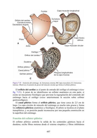 Figura 7-21 Anatomía del estómago. A. Estructuras externas. B. Capas musculares. C. Estructuras
internas. Obsérvese el aumento de grosor del músculo circular que forma el esfínter pilórico.
El orificio del cardias es el punto de entrada del esófago al estómago (véase
fig. 7-21). A pesar de no identificarse un esfínter anatómico en esta parte, sí
existe un mecanismo fisiológico que previene la regurgitación del contenido del
estómago hacia el esófago (véase anteriormente la sección sobre esfínter
gastroesofágico).
El canal pilórico forma el orificio pilórico, que tiene cerca de 2,5 cm de
largo. La capa circular de músculo del estómago es mucho más gruesa y forma
los esfínteres pilóricos anatómico y fisiológico. El píloro se localiza en el plano
transpilórico, y su posición puede reconocerse por una pequeña constricción en
la superficie del estómago.
Función del esfínter pilórico
El esfínter pilórico controla la salida de los contenidos gástricos hacia el
duodeno; recibe fibras motoras desde el sistema simpático y fibras inhibidoras
607
 