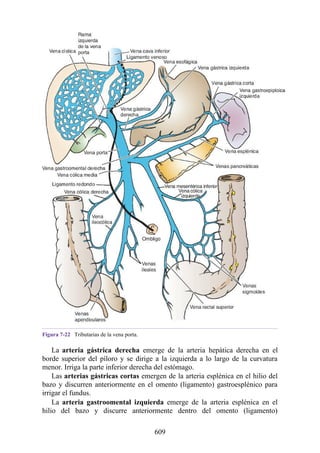 Figura 7-22 Tributarias de la vena porta.
La arteria gástrica derecha emerge de la arteria hepática derecha en el
borde superior del píloro y se dirige a la izquierda a lo largo de la curvatura
menor. Irriga la parte inferior derecha del estómago.
Las arterias gástricas cortas emergen de la arteria esplénica en el hilio del
bazo y discurren anteriormente en el omento (ligamento) gastroesplénico para
irrigar el fundus.
La arteria gastroomental izquierda emerge de la arteria esplénica en el
hilio del bazo y discurre anteriormente dentro del omento (ligamento)
609
 