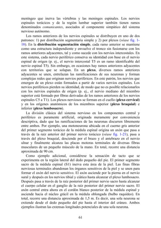 meníngeo que inerva las vértebras y las meninges espinales. Los nervios
espinales torácicos y de la región lumbar superior también tienen ramos
denominados comunicantes, asociados al componente simpático del sistema
nervioso autónomo.
Los ramos anteriores de los nervios espinales se distribuyen en uno de dos
patrones: 1) por distribución segmentaria simple y 2) por plexos (véase fig. 1-
18). En la distribución segmentación simple, cada ramo anterior se mantiene
como una estructura independiente y envuelve el tronco sin fusionarse con los
ramos anteriores adyacentes, tal y como sucede con los nervios intercostales. En
este sistema, cada nervio periférico conserva su identidad con base en el nervio
espinal de origen (p. ej., el nervio intercostal T5 es un ramo identificable del
nervio espinal T5). Sin embargo, en ocasiones hay ramos anteriores adyacentes
con territorios que se solapan. En un plexo, diversos ramos anteriores
adyacentes se unen, entrelazan las ramificaciones de sus neuronas y forman
complejas redes que originan nervios periféricos. En este patrón, los nervios que
emergen de un plexo están formados a partir de varios nervios espinales. Los
nervios periféricos pierden su identidad, de modo que no es posible relacionarlos
con los nervios espinales de origen (p. ej., el nervio mediano del miembro
superior está formado por fibras derivadas de los ramos anteriores de los nervios
espinales C5 a T1). Los plexos nerviosos se forman en el cuello (plexo cervical)
y en los orígenes anatómicos de los miembros superior (plexo braquial) e
inferior (plexo lumbosacro).
La división clásica del sistema nervioso en los componentes central y
periférico es puramente artificial, originada meramente por conveniencia
descriptiva, dado que las ramificaciones de las neuronas discurren libremente
entre ambos. Por ejemplo, una motoneurona ubicada en el cuerno gris anterior
del primer segmento torácico de la médula espinal origina un axón que pasa a
través de la raíz anterior del primer nervio torácico (véase fig. 1-21), pasa a
través del plexo braquial, desciende por el brazo y el antebrazo en el nervio
ulnar y finalmente alcanza las placas motoras terminales de diversas fibras
musculares de un pequeño músculo de la mano. En total, recorre una distancia
aproximada de 90 cm.
Como ejemplo adicional, considérese la sensación de tacto que se
experimenta en la región lateral del dedo pequeño del pie. El primer segmento
sacro de la médula espinal (S1) inerva esta área de la piel. Las finas fibras
nerviosas terminales abandonan los órganos sensitivos de la piel y se unen para
formar el axón del nervio sensitivo. El axón asciende por la pierna en el nervio
sural y después en los nervios tibial y ciático hasta alcanzar el plexo lumbosacro.
Después pasa a través de la raíz posterior del primer nervio sacro hasta alcanzar
el cuerpo celular en el ganglio de la raíz posterior del primer nervio sacro. El
axón central entra ahora en el cordón blanco posterior de la médula espinal y
asciende hacia el núcleo grácil en la médula oblongada (bulbo raquídeo). En
total, recorre una distancia aproximada de 1,5 m. Es decir, una sola neurona se
extiende desde el dedo pequeño del pie hasta el interior del cráneo. Ambos
ejemplos ilustran las extensas longitudes potenciales de una sola neurona.
61
 
