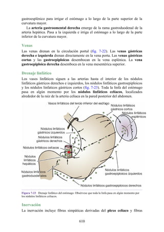 gastroesplénico para irrigar el estómago a lo largo de la parte superior de la
curvatura mayor.
La arteria gastroomental derecha emerge de la rama gastroduodenal de la
arteria hepática. Pasa a la izquierda e irriga el estómago a lo largo de la parte
inferior de la curvatura mayor.
Venas
Las venas drenan en la circulación portal (fig. 7-22). Las venas gástricas
derecha e izquierda drenan directamente en la vena porta. Las venas gástricas
cortas y las gastroepiploicas desembocan en la vena esplénica. La vena
gastroepiploica derecha desemboca en la vena mesentérica superior.
Drenaje linfático
Los vasos linfáticos siguen a las arterias hasta el interior de los nódulos
linfáticos gástricos derechos e izquierdos, los nódulos linfáticos gastroepiploicos
y los nódulos linfaticos gástricos cortos (fig. 7-23). Toda la linfa del estómago
pasa en algún momento por los nódulos linfáticos celíacos, localizados
alrededor de la raíz de la arteria celíaca en la pared posterior del abdomen.
Figura 7-23 Drenaje linfático del estómago. Obsérvese que toda la linfa pasa en algún momento por
los nódulos linfáticos celíacos.
Inervación
La inervación incluye fibras simpáticas derivadas del plexo celíaco y fibras
610
 
