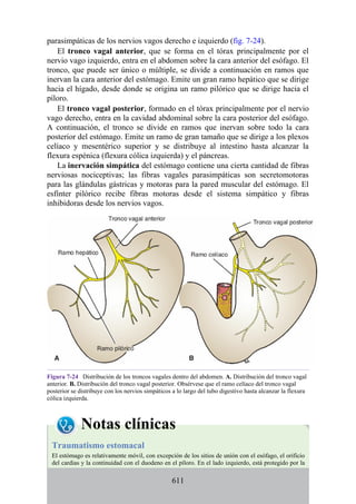 parasimpáticas de los nervios vagos derecho e izquierdo (fig. 7-24).
El tronco vagal anterior, que se forma en el tórax principalmente por el
nervio vago izquierdo, entra en el abdomen sobre la cara anterior del esófago. El
tronco, que puede ser único o múltiple, se divide a continuación en ramos que
inervan la cara anterior del estómago. Emite un gran ramo hepático que se dirige
hacia el hígado, desde donde se origina un ramo pilórico que se dirige hacia el
píloro.
El tronco vagal posterior, formado en el tórax principalmente por el nervio
vago derecho, entra en la cavidad abdominal sobre la cara posterior del esófago.
A continuación, el tronco se divide en ramos que inervan sobre todo la cara
posterior del estómago. Emite un ramo de gran tamaño que se dirige a los plexos
celíaco y mesentérico superior y se distribuye al intestino hasta alcanzar la
flexura espénica (flexura cólica izquierda) y el páncreas.
La inervación simpática del estómago contiene una cierta cantidad de fibras
nerviosas nociceptivas; las fibras vagales parasimpáticas son secretomotoras
para las glándulas gástricas y motoras para la pared muscular del estómago. El
esfínter pilórico recibe fibras motoras desde el sistema simpático y fibras
inhibidoras desde los nervios vagos.
Figura 7-24 Distribución de los troncos vagales dentro del abdomen. A. Distribución del tronco vagal
anterior. B. Distribución del tronco vagal posterior. Obsérvese que el ramo celíaco del tronco vagal
posterior se distribuye con los nervios simpáticos a lo largo del tubo digestivo hasta alcanzar la flexura
cólica izquierda.
Notas clínicas
Traumatismo estomacal
El estómago es relativamente móvil, con excepción de los sitios de unión con el esófago, el orificio
del cardias y la continuidad con el duodeno en el píloro. En el lado izquierdo, está protegido por la
611
 