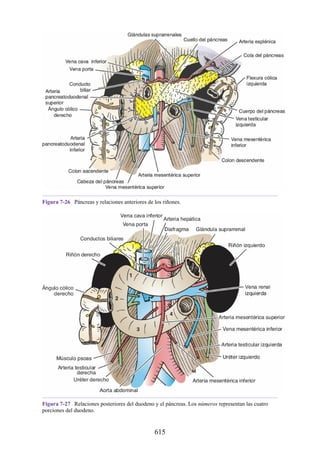 Figura 7-26 Páncreas y relaciones anteriores de los riñones.
Figura 7-27 Relaciones posteriores del duodeno y el páncreas. Los números representan las cuatro
porciones del duodeno.
615
 