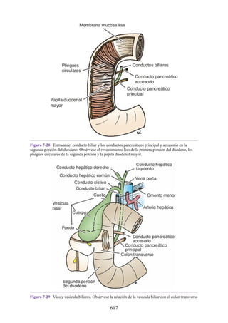 Figura 7-28 Entrada del conducto biliar y los conductos pancreáticos principal y accesorio en la
segunda porción del duodeno. Obsérvese el revestimiento liso de la primera porción del duodeno, los
pliegues circulares de la segunda porción y la papila duodenal mayor.
Figura 7-29 Vías y vesícula biliares. Obsérvese la relación de la vesícula biliar con el colon transverso
617
 