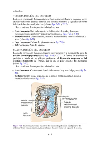 y el duodeno.
TERCERA PORCIÓN DEL DUODENO
La tercera porción del duodeno discurre horizontalmente hacia la izquierda sobre
el plano subcostal, pasando anterior a la columna vertebral y siguiendo el borde
inferior de la cabeza del páncreas (véanse figs. 7-26 y 7-27).
Las relaciones de esta porción del duodeno son:
Anteriormente. Raíz del mesenterio del intestino delgado y los vasos
mesentéricos que contiene y asas de yeyuno (véanse figs. 7-26 y 7-27).
Posteriormente. Uréter derecho, músculo psoas derecho, vena cava inferior y
aorta (véase fig. 7-27).
Superiormente. Cabeza del páncreas (véase fig. 7-26).
Inferiormente. Asas del yeyuno.
CUARTA PORCIÓN DEL DUODENO
La cuarta porción del duodeno discurre superiormente y a la izquierda hacia la
flexura duodenoyeyunal (véanse figs. 7-26 y 7-27). La flexura se mantiene en
posición a través de un pliegue peritoneal, el ligamento suspensorio del
duodeno (ligamento de Treitz), que se une al pilar derecho del diafragma
(véase fig. 7-12).
Las relaciones de esta porción del duodeno son:
Anteriormente. Comienzo de la raíz del mesenterio y asas del yeyuno (fig. 7-
30).
Posteriormente. Borde izquierdo de la aorta y borde medial del músculo
psoas izquierdo (véase fig. 7-27).
Figura 7-30 Inserción de la raíz del mesenterio del intestino delgado con la pared posterior del
abdomen. Obsérvese que se extiende, desde la flexura duodenoyeyunal a la izquierda de la aorta,
618
 