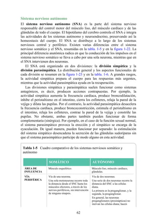 Sistema nervioso autónomo
El sistema nervioso autónomo (SNA) es la parte del sistema nervioso
responsable del control motor del músculo liso, del músculo cardíaco y de las
glándulas de todo el cuerpo. El hipotálamo del cerebro controla el SNA e integra
las actividades de los sistemas autónomo y neuroendocrino, preservando así la
homeostasis del cuerpo. El SNA se distribuye a lo largo de los sistemas
nerviosos central y periférico. Existen varias diferencias entre el sistema
nervioso somático y el SNA, resumidas en la tabla. 1-5 y en la figura 1-22. La
principal diferencia anatómica radica en que la conducción de los impulsos en el
sistema nervioso somático se lleva a cabo por una sola neurona, mientras que en
el SNA intervienen dos neuronas.
El SNA está organizado en dos divisiones: la división simpática y la
división parasimpática. La distribución general y los aspectos funcionales de
cada división se resumen en la figura 1-23 y en la tabla. 1-6. A grandes rasgos,
la actividad simpática prepara el cuerpo para las respuestas más urgentes,
mientras que la actividad parasimpática ayuda en la recuperación.
Las divisiones simpática y parasimpática suelen funcionar como sistemas
antagónicos, es decir, producen acciones contrapuestas. Por ejemplo, la
actividad simpática aumenta la frecuencia cardíaca, produce broncodilatación,
inhibe el peristaltismo en el intestino, cierra los esfínteres, relaja la pared de la
vejiga y dilata las pupilas. Por el contrario, la actividad parasimpática desacelera
la frecuencia cardíaca, produce broncoconstricción, estimula el peristaltismo en
el intestino, relaja los esfínteres, contrae la pared de la vejiga y constriñe las
pupilas. No obstante, ambas partes también pueden funcionar de forma
complementaria (sinérgica). Por ejemplo, en el caso de la función sexual normal,
el sistema parasimpático provoca la erección y el simpático se encarga de la
eyaculación. De igual manera, pueden funcionar por separado: la estimulación
del sistema simpático desencadena la secreción de las glándulas sudoríparas sin
que el sistema parasimpático participe de modo alguno en esta actividad.
Tabla 1-5 Cuadro comparativo de los sistemas nerviosos somático y
autónomo
SOMÁTICO AUTÓNOMO
ÁREA DE
INFLUENCIA
Músculo esquelético. Músculo liso, músculo cardíaco,
glándulas.
VÍA
PERIFÉRICA
Vía de una neurona.
Una sola motoneurona recorre toda
la distancia desde el SNC hasta los
músculos efectores, a través de los
nervios periféricos, sin intervención
de ninguna sinapsis.
Vía de dos neuronas.
Una serie de dos neuronas recorre la
distancia del SNC a las células
diana.
La primera es la preganglionar, y la
segunda, la posganglionar.
En general, las neuronas
preganglionares (presinápticas) no
inervan las células diana; hacen
62
 