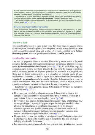 el colon transverso. Entonces, el colon transverso dirige el líquido filtrado hacia el receso paracólico
lateral derecho y hacia la fosa ilíaca derecha. El diagnóstico diferencial entre una úlcera duodenal
perforada y un apéndice perforado puede ser complicado.
Las úlceras en la pared posterior de la primera porción del duodeno pueden afectar la pared y
erosionar la relativamente grande arteria gastroduodenal, causando hemorragia grave.
La arteria gastroduodenal es una rama de la arteria hepática, que a su vez es rama del tronco
celíaco (véanse figs. 7-5 y 7-20).
Relaciones duodenales relevantes
Deben recordarse las relaciones del duodeno con la vesícula biliar, el colon transverso y el riñón
derecho. Se han informado casos en los que un cálculo biliar ha ulcerado la pared de la vesícula
biliar y entrado al duodeno. Asimismo, en ocasiones se ha dañado el duodeno durante cirugías del
colon y el riñón derecho.
Yeyuno e íleon
En conjunto, el yeyuno y el íleon miden cerca de 6 m de largo. El yeyuno abarca
el 40% superior de esta longitud. Cada uno posee características distintivas, pero
existe un cambio gradual entre uno y otro. El yeyuno comienza en la flexura
duodenoyeyunal, mientras que el íleon finaliza en la unión ileocecal.
Localización y descripción
Las asas de yeyuno e íleon se mueven libremente y están unidas a la pared
posterior del abdomen por un pliegue peritoneal en forma de abanico conocido
como mesenterio del intestino delgado (véase fig. 7-30). El borde libre largo del
pliegue encierra la parte móvil del intestino. La raíz corta del pliegue se continúa
con el peritoneo parietal en la pared posterior del abdomen a lo largo de una
línea que se dirige inferiormente y a la derecha; se extiende desde el lado
izquierdo de la vértebra L2 hasta la región de la articulación sacroilíaca derecha.
La raíz del mesenterio permite la entrada y la salida de las ramas de la vena y la
arteria mesentéricas superiores, los vasos linfáticos, y de los nervios, hacia el
espacio entre las dos capas de peritoneo que forman el mesenterio.
En el individuo vivo, el yeyuno puede distinguirse del íleon por las siguientes
características (fig. 7-31).
El yeyuno yace enrollado en la parte superior de la cavidad peritoneal por
debajo del lado izquierdo del mesocolon transverso; el íleon se localiza en la
parte inferior de la cavidad y en la pelvis (véase fig. 7-4).
El yeyuno es más amplio, posee paredes más gruesas y tiene una tonalidad más
rojiza que el íleon. La pared del yeyuno se percibe más gruesa debido a los
pliegues permanentes de la membrana mucosa, es decir, los pliegues
circulares, que son más grandes, numerosos y cercanos unos a otros en el
yeyuno; en la porción superior del íleon, son más pequeños y distanciados
entre sí (ausentes en la porción inferior; véase fig. 7-31).
El mesenterio yeyunal está unido a la pared posterior del abdomen por en cima
y a la izquierda de la aorta, mientras que el mesenterio ileal está unido por
debajo y a la derecha de la aorta.
Los vasos mesentéricos yeyunales forman solo una o dos arcadas, con escasas
620
 