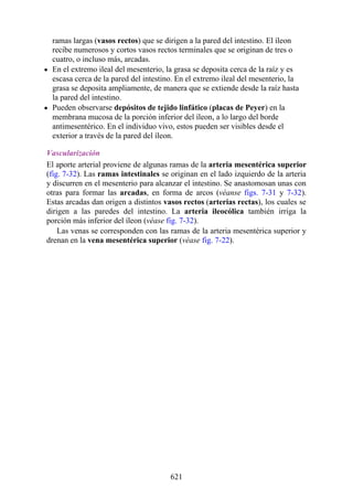 ramas largas (vasos rectos) que se dirigen a la pared del intestino. El íleon
recibe numerosos y cortos vasos rectos terminales que se originan de tres o
cuatro, o incluso más, arcadas.
En el extremo ileal del mesenterio, la grasa se deposita cerca de la raíz y es
escasa cerca de la pared del intestino. En el extremo ileal del mesenterio, la
grasa se deposita ampliamente, de manera que se extiende desde la raíz hasta
la pared del intestino.
Pueden observarse depósitos de tejido linfático (placas de Peyer) en la
membrana mucosa de la porción inferior del íleon, a lo largo del borde
antimesentérico. En el individuo vivo, estos pueden ser visibles desde el
exterior a través de la pared del íleon.
Vascularización
El aporte arterial proviene de algunas ramas de la arteria mesentérica superior
(fig. 7-32). Las ramas intestinales se originan en el lado izquierdo de la arteria
y discurren en el mesenterio para alcanzar el intestino. Se anastomosan unas con
otras para formar las arcadas, en forma de arcos (véanse figs. 7-31 y 7-32).
Estas arcadas dan origen a distintos vasos rectos (arterias rectas), los cuales se
dirigen a las paredes del intestino. La arteria ileocólica también irriga la
porción más inferior del íleon (véase fig. 7-32).
Las venas se corresponden con las ramas de la arteria mesentérica superior y
drenan en la vena mesentérica superior (véase fig. 7-22).
621
 