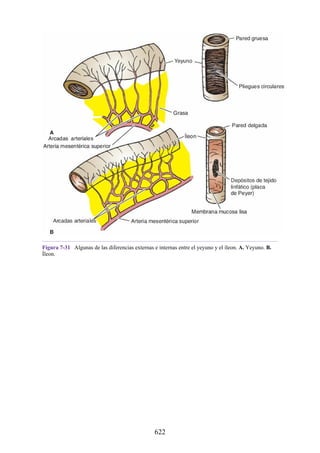 Figura 7-31 Algunas de las diferencias externas e internas entre el yeyuno y el íleon. A. Yeyuno. B.
Íleon.
622
 