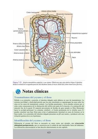 Figura 7-32 Arteria mesentérica superior y sus ramas. Obsérvese que esta arteria irriga el intestino
desde la mitad de la segunda porción del duodeno hasta el tercio distal del colon transverso (flecha).
Notas clínicas
Traumatismos del yeyuno y el íleon
Debido a su extensión y posición, el intestino delgado suele dañarse en caso de traumatismos. La
extrema movilidad y elasticidad permite que las asas intestinales se superpongan las unas sobre las
otras en los casos de traumatismo contuso. Las heridas penetrantes y leves pueden cerrarse por sí
solas como consecuencia de la obstrucción del orificio por parte de la mucosa y la contracción del
músculo liso de la pared. El material proveniente de heridas de gran tamaño se filtra libremente
hacia la cavidad peritoneal. La columna vertebral y el borde prominente de la vértebra sacra S1
pueden constituir una base firme para evitar el aplastamiento intestinal en casos de lesiones en la
línea media. Los contenidos del intestino delgado presentan un pH casi neutro, y producen solo una
irritación química leve en el peritoneo.
Identificación del yeyuno y el íleon
Diferenciar el yeyuno del íleon es necesario en casos como, por ejemplo, una evisceración
abdominal postoperatoria, que se caracteriza por la salida de asas intestinales fuera del abdomen.
Las diferencias macroscópicas se han descrito anteriormente en este capítulo.
623
 