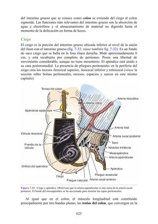 del intestino grueso que se conoce como colon se extiende del ciego al colon
sigmoide. Las funciones más relevantes del intestino grueso son la absorción de
agua y electrólitos y el almacenamiento de material no digerido hasta el
momento de la defecación en forma de heces.
Ciego
El ciego es la porción del intestino grueso ubicada inferior al nivel de la unión
del íleon con el intestino grueso (fig. 7-33; véase también fig. 7-32). Es un fondo
de saco ciego que se halla en la fosa ilíaca derecha. Mide aproximadamente 6
cm, y está recubierto por completo de peritoneo. Posee una libertad de
movimiento considerable, aunque no tiene mesenterio. El apéndice está unido a
su cara posteromedial. La presencia de pliegues peritoneales en la periferia del
ciego crea los recesos ileocecal superior, ileocecal inferior y retrocecal (véase la
sección sobre bolsas peritoneales, recesos, espacios y surcos en este mismo
capítulo).
Figura 7-33 Ciego y apéndice. Obsérvese que la arteria apendicular es una rama de la arteria cecal
posterior. El borde del mesoapéndice se h