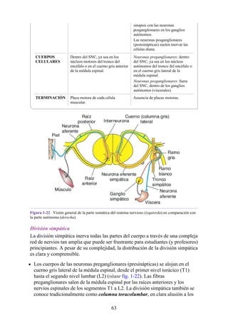 sinapsis con las neuronas
posganglionares en los ganglios
autónomos.
Las neuronas posganglionares
(postsinápticas) suelen inervar las
células diana.
CUERPOS
CELULARES
Dentro del SNC, ya sea en los
núcleos motores del tronco del
encéfalo o en el cuerno gris anterior
de la médula espinal.
Neuronas preganglionares: dentro
del SNC, ya sea en los núcleos
autónomos del tronco del encéfalo o
en el cuerno gris lateral de la
médula espinal.
Neuronas posganglionares: fuera
del SNC, dentro de los ganglios
autónomos (viscerales).
TERMINACIÓN Placa motora de cada célula
muscular.
Ausencia de placas motoras.
Figura 1-22 Visión general de la parte somática del sistema nervioso (izquierda) en comparación con
la parte autónoma (derecha).
División simpática
La división simpática inerva todas las partes del cuerpo a través de una compleja
red de nervios tan amplia que puede ser frustrante para estudiantes (y profesores)
principiantes. A pesar de su complejidad, la distribución de la división simpática
es clara y comprensible.
Los cuerpos de las neuronas preganglionares (presinápticas) se alojan en el
cuerno gris lateral de la médula espinal, desde el primer nivel torácico (T1)
hasta el segundo nivel lumbar (L2) (véase fig. 1-22). Las fibras
preganglionares salen de la médula espinal por las raíces anteriores y los
nervios espinales de los segmentos T1 a L2. La división simpática también se
conoce tradicionalmente como columna toracolumbar, en clara alusión a los
63
 