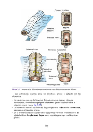 ANATOMIA SNELL 10MA EDICION ESPAÑOL.pdf