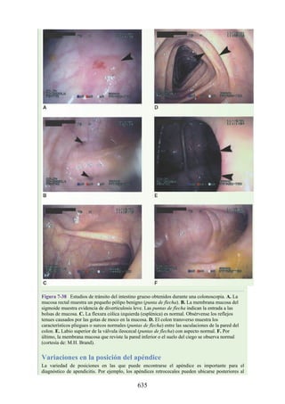 ANATOMIA SNELL 10MA EDICION ESPAÑOL.pdf