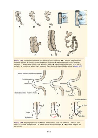 ANATOMIA SNELL 10MA EDICION ESPAÑOL.pdf