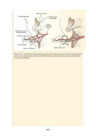 ANATOMIA SNELL 10MA EDICION ESPAÑOL.pdf