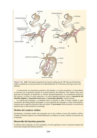 ANATOMIA SNELL 10MA EDICION ESPAÑOL.pdf