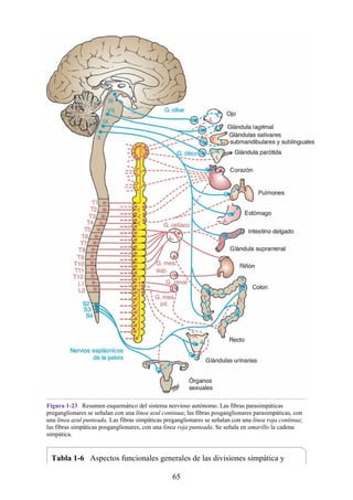 Figura 1-23 Resumen esquemático del sistema nervioso autónomo. Las fibras parasimpáticas
preganglionares se señalan con una línea azul continua; las fibras posganglionares parasimpáticas, con
una línea azul punteada. Las fibras simpáticas preganglionares se señalan con una línea roja continua;
las fibras simpáticas posganglionares, con una línea roja punteada. Se señala en amarillo la cadena
simpática.
Tabla 1-6 Aspectos funcionales generales de las divisiones simpática y
65
 
