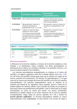 parasimpática
DIVISIÓN SIMPÁTICA
DISVISIÓN
PARASIMPÁTICA
TERRITORIO Inerva todas las áreas del cuerpo. No inerva todas las áreas; la pared
corporal y los miembros carecen de
inervación parasimpática.
ACTIVIDAD Más generalizada e indirecta; la
relación de neuronas pre y
posganglionares es de ~1:15 o más.
Más específica y directa; la relación de
neuronas pre y posganglionares es de
~1:2.
FUNCIONES Urgencia: se trata de la clásica
respuesta de “lucha o huida”.
Las funciones están relacionadas
con un aumento de los niveles de
actividad o excitación y ayuda para
afrontar el estrés y el esfuerzo
físico.
Recuperación: se trata de la clásica
respuesta “vegetativa”.
Las funciones están relacionadas con
la homeostasis, el restablecimiento, la
recuperación y la relajación.
División parasimpática
A diferencia de la división simpática, el alcance de la división simpática es más
limitado y su distribución, menos compleja. Las fibras parasimpáticas se
distribuyen por la cabeza, las cavidades corporales y los genitales externos, y no
inervan la pared corporal ni los miembros.
Las neuronas parasimpáticas preganglionares se originan en el tronco del
encéfalo y en algunos segmentos sacros de la médula espinal (véase fig. 1-23).
Las del tronco del encéfalo forman parte tanto de los núcleos de origen de los
nervios craneales III (oculomotor), VII (facial), IX (glosofaríngeo) y X (vago)
como de los axones que emergen del tronco del encéfalo en los nervios craneales
correspondientes. Las neuronas preganglionares sacras se originan en la
sustancia gris lateral de los segmentos sacros segundo, tercero y cuarto de la
médula espinal. No obstante, debido a que el número de células en esa región no
basta para formar una protuberancia perceptible, como la observada en la región
toracolumbar, no existe un cuerno gris lateral. Los axones mielinizados
abandonan la médula espinal en las raíces anteriores de los nervios espinales
correspondientes; luego, dejan los nervios espinales S2 a S4 y forman los
nervios pélvicos esplácnicos. La división parasimpática también se conoce
tradicionalmente como craneosacra, en clara alusión a los niveles de origen y
66
 