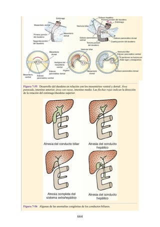 ANATOMIA SNELL 10MA EDICION ESPAÑOL.pdf