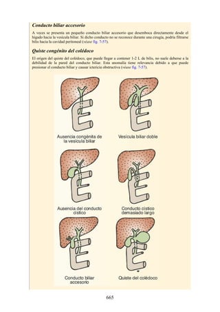 ANATOMIA SNELL 10MA EDICION ESPAÑOL.pdf