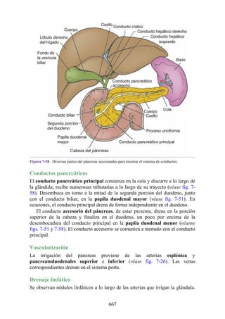 ANATOMIA SNELL 10MA EDICION ESPAÑOL.pdf