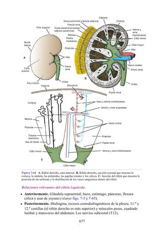 ANATOMIA SNELL 10MA EDICION ESPAÑOL.pdf