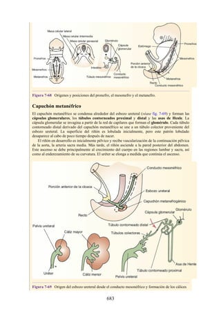 ANATOMIA SNELL 10MA EDICION ESPAÑOL.pdf