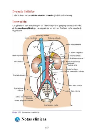 ANATOMIA SNELL 10MA EDICION ESPAÑOL.pdf