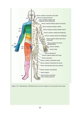 Figura 1-24 Dermatomas y distribución de los nervios cutáneos en la cara anterior del cuerpo.
69
 