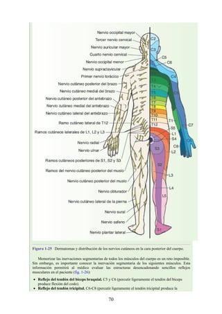 Figura 1-25 Dermatomas y distribución de los nervios cutáneos en la cara posterior del cuerpo.
Memorizar las inervaciones segmentarias de todos los músculos del cuerpo es un reto imposible.
Sin embargo, es importante conocer la inervación segmentaria de los siguientes músculos. Esta
información permitirá al médico evaluar las estructuras desencadenando sencillos reflejos
musculares en el paciente (fig. 1-26):
Reflejo del tendón del bíceps braquial. C5 y C6 (percutir ligeramente el tendón del bíceps
produce flexión del codo).
Reflejo del tendón tricipital. C6-C8 (percutir ligeramente el tendón tricipital produce la
70
 