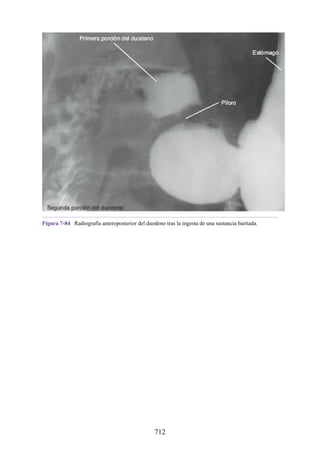 ANATOMIA SNELL 10MA EDICION ESPAÑOL.pdf