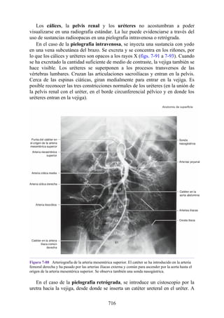 ANATOMIA SNELL 10MA EDICION ESPAÑOL.pdf