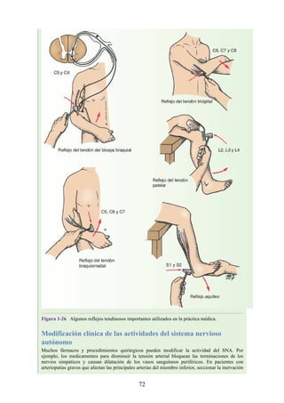 Figura 1-26 Algunos reflejos tendinosos importantes utilizados en la práctica médica.
Modificación clínica de las actividades del sistema nervioso
autónomo
Muchos fármacos y procedimientos quirúrgicos pueden modificar la actividad del SNA. Por
ejemplo, los medicamentos para disminuir la tensión arterial bloquean las terminaciones de los
nervios simpáticos y causan dilatación de los vasos sanguíneos periféricos. En pacientes con
arteriopatías graves que afectan las principales arterias del miembro inferior, seccionar la inervación
72
 