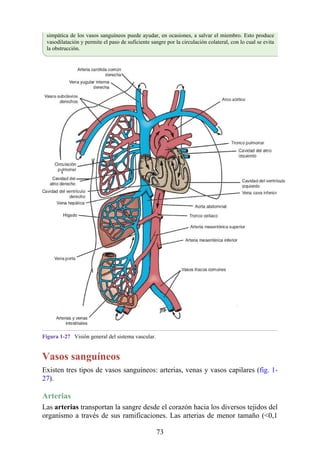 simpática de los vasos sanguíneos puede ayudar, en ocasiones, a salvar el miembro. Esto produce
vasodilatación y permite el paso de suficiente sangre por la circulación colateral, con lo cual se evita
la obstrucción.
Figura 1-27 Visión general del sistema vascular.
Vasos sanguíneos
Existen tres tipos de vasos sanguíneos: arterias, venas y vasos capilares (fig. 1-
27).
Arterias
Las arterias transportan la sangre desde el corazón hacia los diversos tejidos del
organismo a través de sus ramificaciones. Las arterias de menor tamaño (<0,1
73
 
