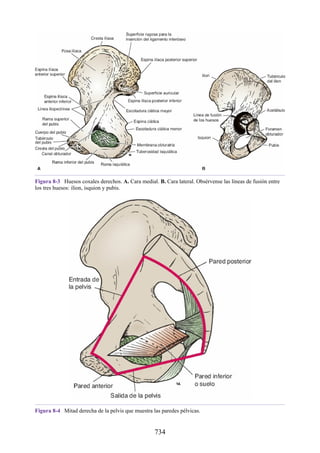 ANATOMIA SNELL 10MA EDICION ESPAÑOL.pdf