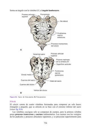 ANATOMIA SNELL 10MA EDICION ESPAÑOL.pdf