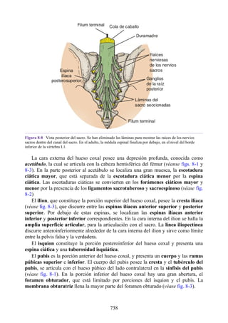 ANATOMIA SNELL 10MA EDICION ESPAÑOL.pdf