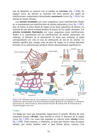 mm de diámetro) se conocen con el nombre de arteriolas (fig. 1-28B). En
algunos casos, las arterias se conectan con otras arterias por medio de
ramificaciones comunicantes denominadas anastomosis (véase fig. 1-28A). Las
arterias no tienen válvulas.
Las arterias terminales son vasos sanguíneos cuyas ramificaciones finales
no se anastomosan con ramificaciones de arterias adyacentes (véase fig. 1-28C).
Son, de hecho, la única fuente de sangre en las áreas específicas de destino. La
oclusión de una arteria terminal produce la muerte de los tejidos afectados. Las
arterias terminales funcionales son vasos sanguíneos cuyas ramificaciones
finales sí se anastomosan con las ramificaciones de arterias adyacentes; sin
embargo, el diámetro de la anastomosis no basta para mantener el tejido
correspondiente con vida en caso de obstrucción de una de las arterias. Lo
anterior significa que, aunque entre un poco de sangre en la arteria funcional
terminal, no es suficiente para producir efectos funcionalmente significativos.
Figura 1-28 Diferentes tipos de vasos sanguíneos y los métodos de unión correspondientes. A.
Anastomosis entre las ramas de la arteria mesentérica superior. B. Red de vasos capilares y anastomosis
arteriovenosa. C. Arteria terminal y arteria terminal funcional. D. Sistema porta. E. Estructura de la
válvula bicúspide en una vena.
Venas
Las venas son vasos que transportan sangre hacia el corazón. Muchas de estas
estructuras poseen válvulas, cuya función es evitar el descenso de la sangre
(véase fig. 1-28E). Las venas más pequeñas se conocen como vénulas (véase
fig. 1-28B). Venas menores, o tributarias, se unen para formar venas de mayor
tamaño, que suelen fundirse entre sí para formar plexos venosos. Con
74
 